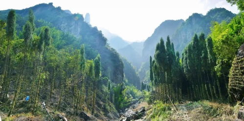 官宣 雁荡山选出 山花 , 仙 花与 仙 山更配哦