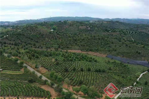 大渡岗茶好喝吗 值得购买吗 现在大渡岗的茶怎样 大渡岗茶厂