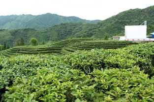 凌云白茶加工厂建成 年可产干茶100吨