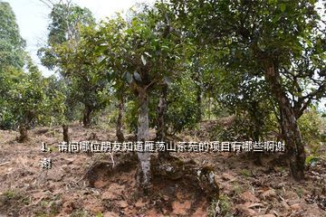 茶旅项目,请问哪位朋友知道雁荡山茶苑的项目有哪些啊谢谢