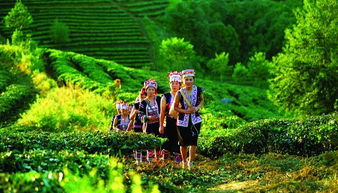 尊享全球最大的古老茶园内relais chateau 云南柏联精品酒店