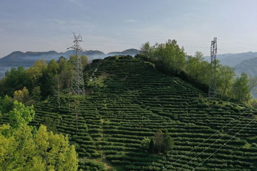 汉中第三批生态茶园风采 镇巴篇