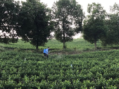 处暑节气 里岙山安吉白茶茶园生长记录