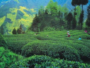 芦山 探索生态精品农业发展之路 助推乡村振兴