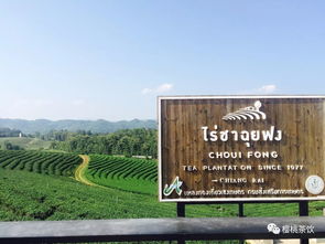 樱桃茶饮 樱桃带您游泰国茶园记 ,泰国的各种饮品和茶园