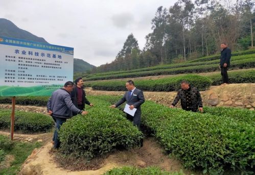 农行莆田分行 拓宽茶农致富路