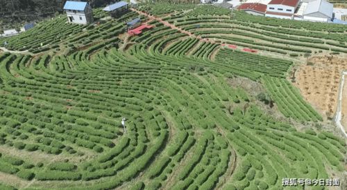 傅天龙 脱贫致富花为媒