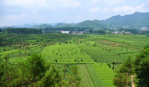 中欧地理标志协定正式生效 贵州15个产品被纳入互认清单