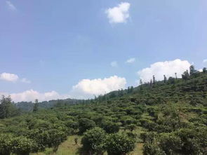 他曾经患癌晚期,却用10年时间撑起1000亩有机茶园