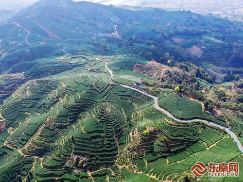 从茶 叶 到茶 业 探寻点头镇白茶产业的致富经