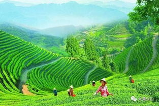 兴山借鉴竹溪经验 推进美丽乡村建设