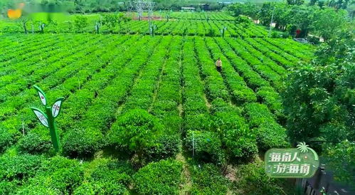 拥抱大自然的最佳方式,当然是来海南这些地方 森呼吸 啦