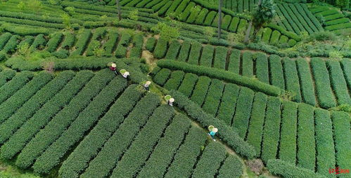 春茶飘香蓉城时 成都蒲江县十万亩春茶喜迎开采