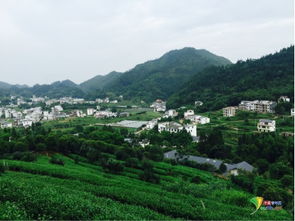 探访好水好茶 看江西上犹县的绿色蝶变 雁荡山茶苑