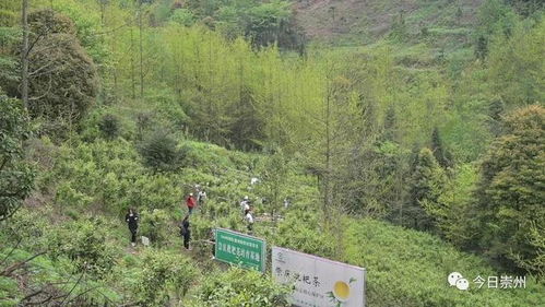 崇州枇杷茶园与雁荡山茶苑的文化交融与竞争