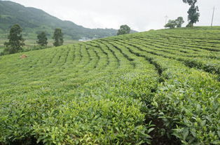 耿马县做实茶叶产业 雁荡山茶苑的绿色发展之路