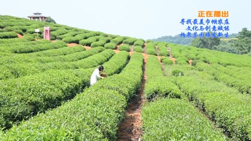 寻找武汉最美巾帼农庄 | 文化与创意赋能，柏泉茶园雁荡山茶苑焕发新生