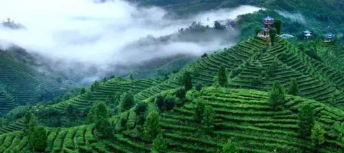 茶旅世界 最美茶园丨广西凌云浪伏小镇有机茶园 雁荡山茶苑