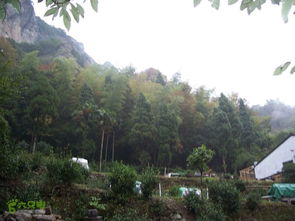 雁荡山茶香 峰峦间的清韵漫步